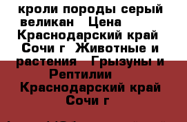 кроли породы серый великан › Цена ­ 400 - Краснодарский край, Сочи г. Животные и растения » Грызуны и Рептилии   . Краснодарский край,Сочи г.